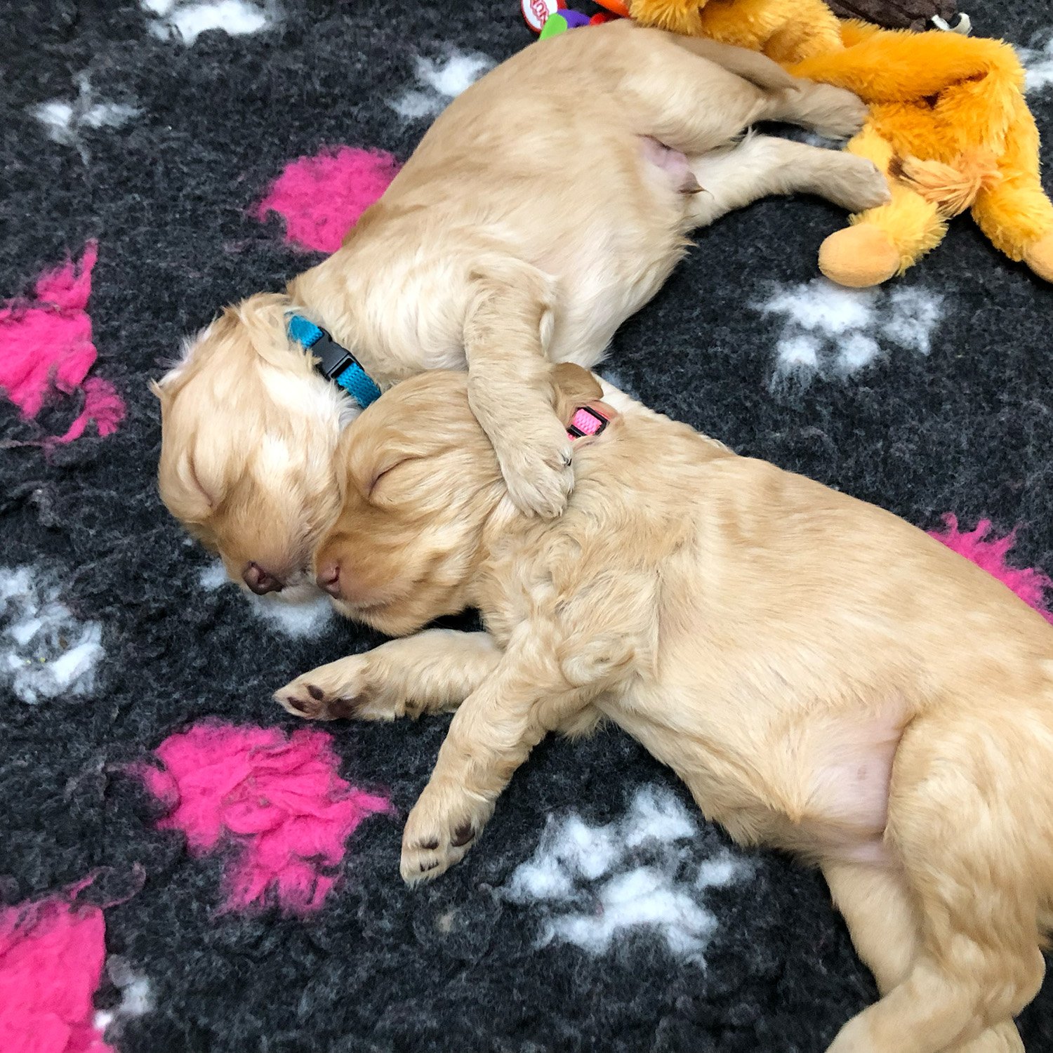 Bella Standard Labradoodles Litter of Puppies