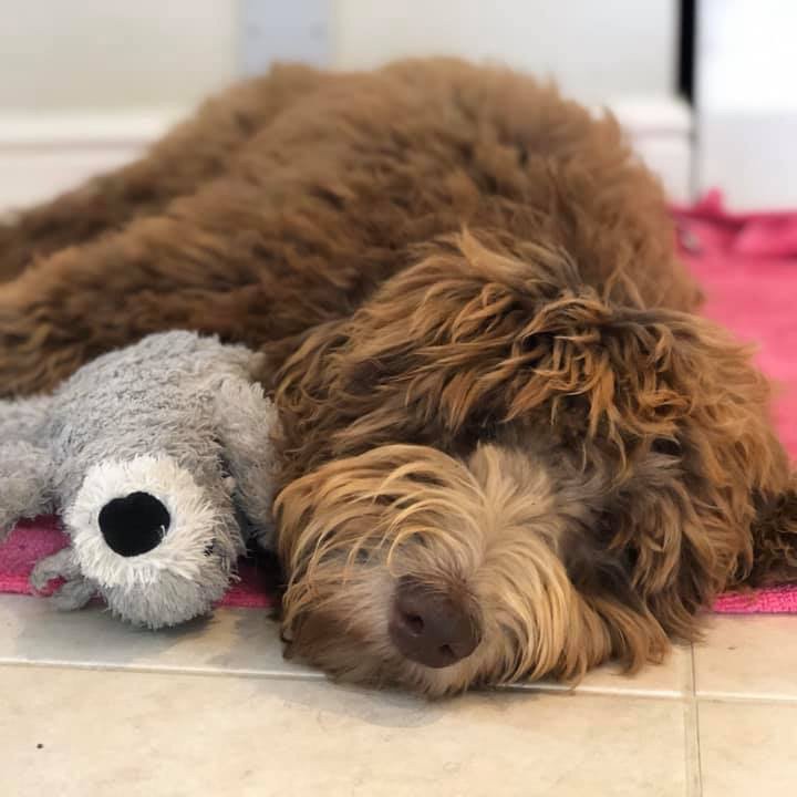 Gus About Standard Labradoodle