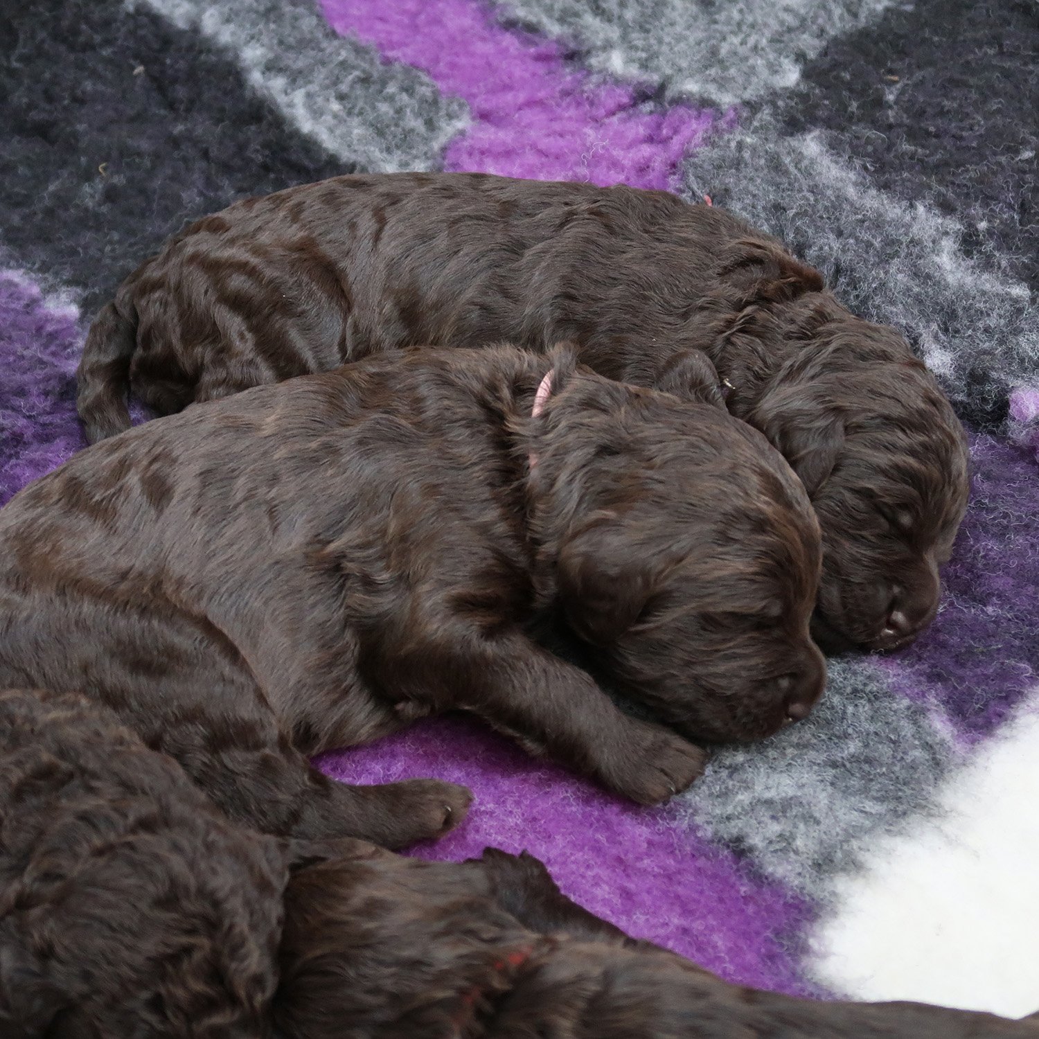 Gypsy Standard Labradoodles Litter of Puppies