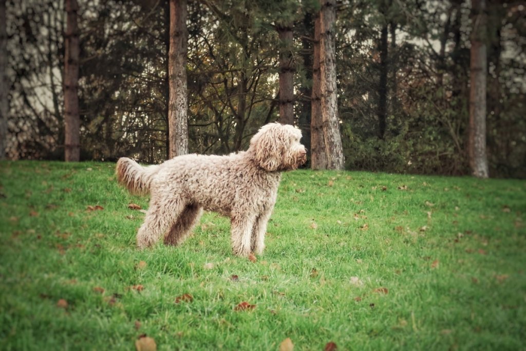 About Sunstrider Standard Labradoodles