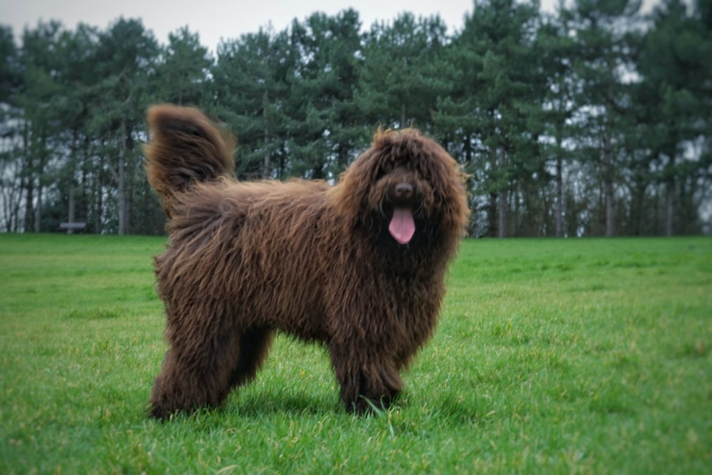 Jasper Standard Labradoodle