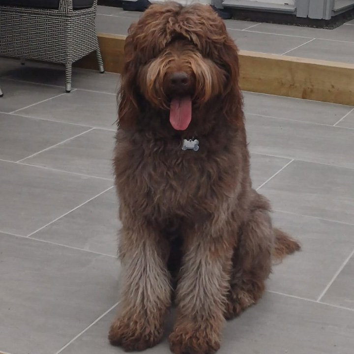 Oakley About Standard Labradoodle