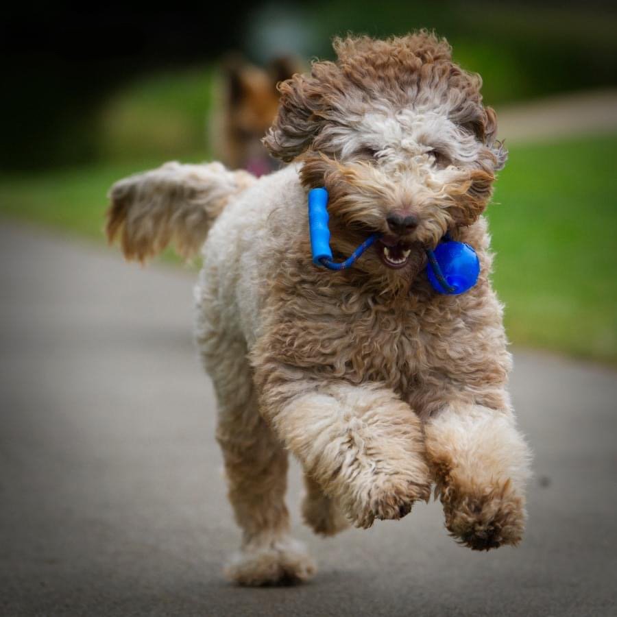 Pepper About Standard Labradoodle