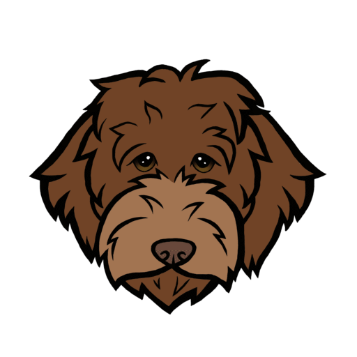 Sunstrider Labradoodles | Standard Labradoodle UK Breeder
