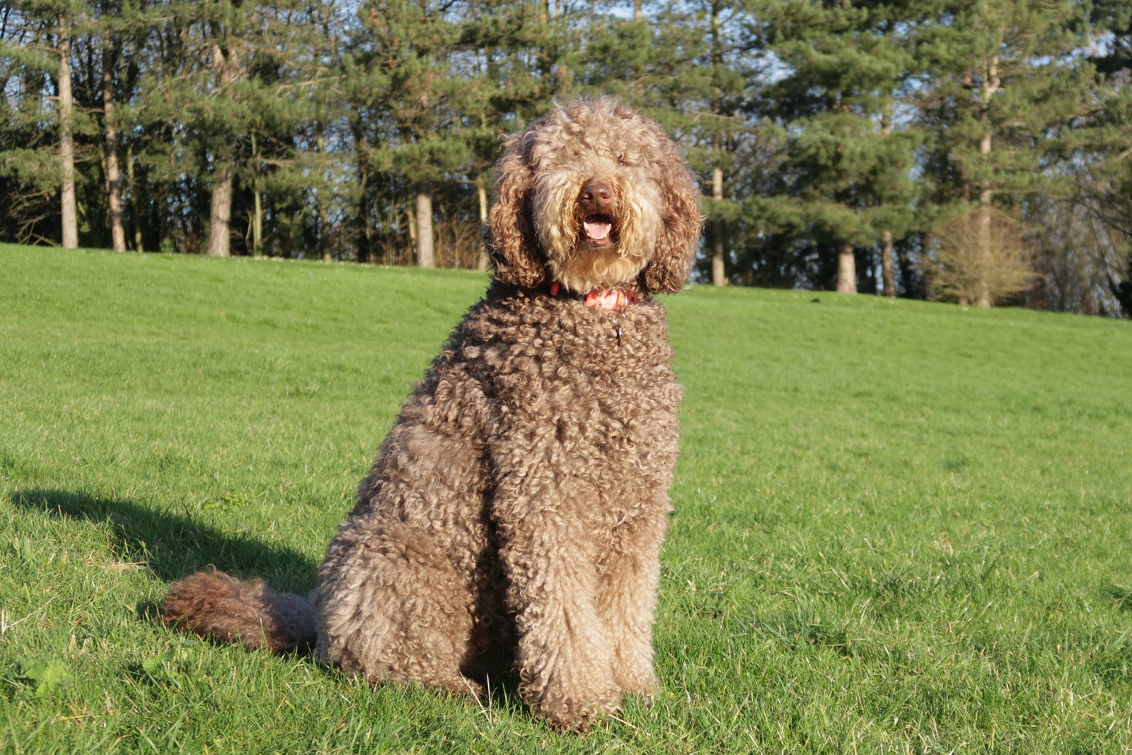 Sunstrider Labradoodles Bella