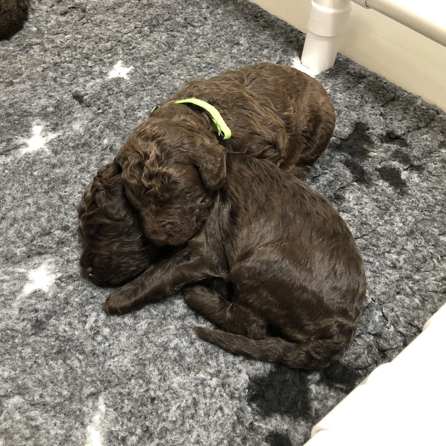 Bella Standard Labradoodles Litter of Puppies