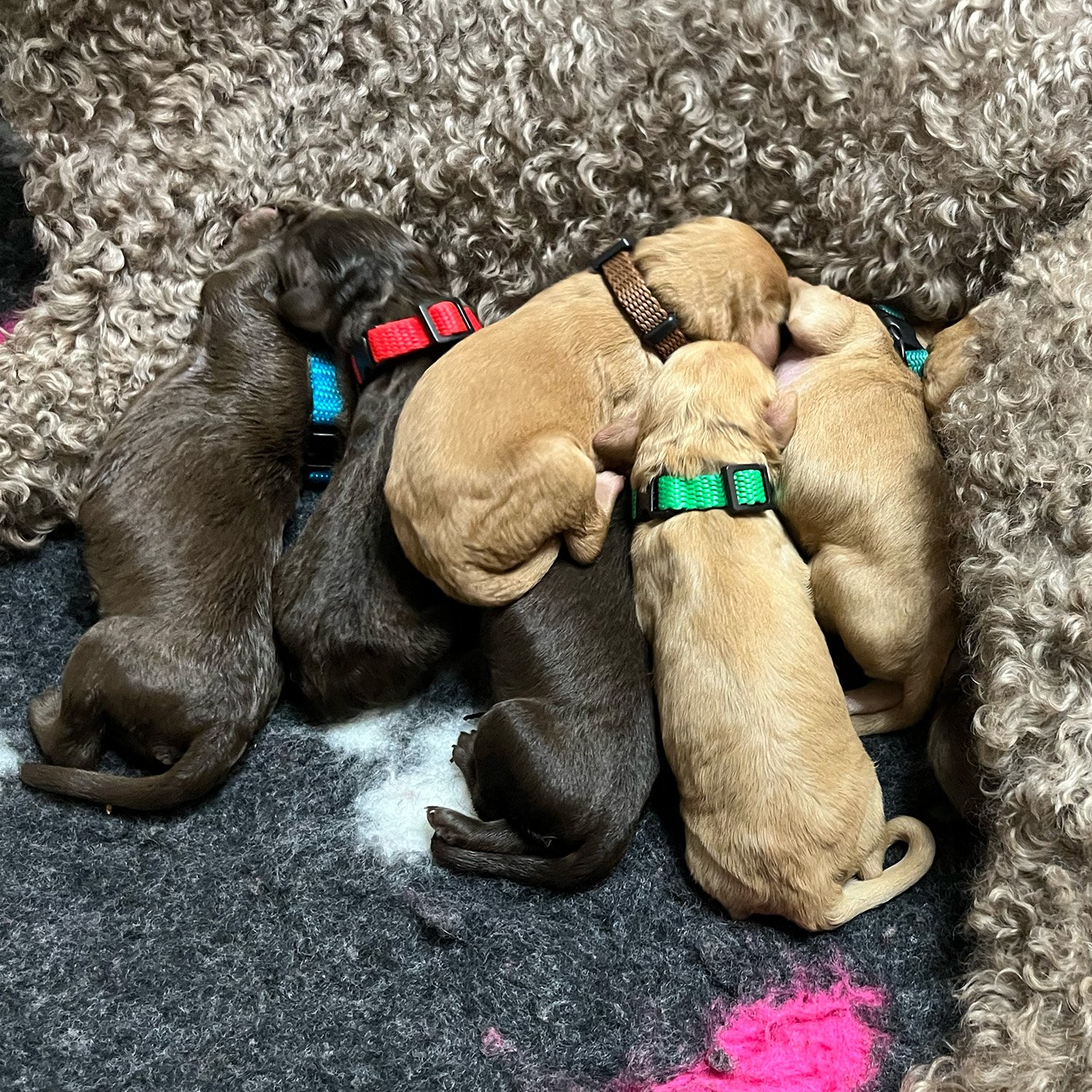 Bella Sunstrider Standard Labradoodle Puppy Litter