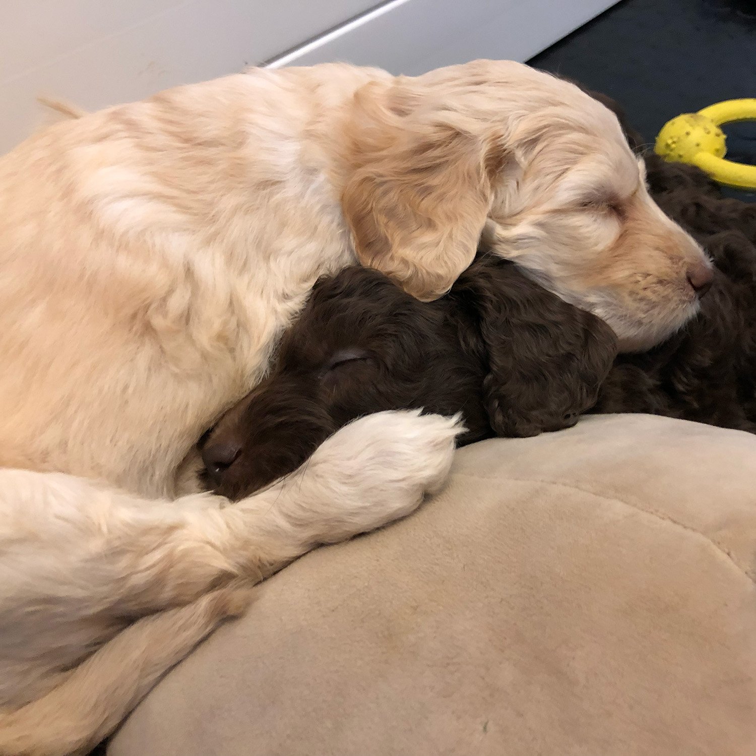 Bella Sunstrider Standard Labradoodle Puppy Litter