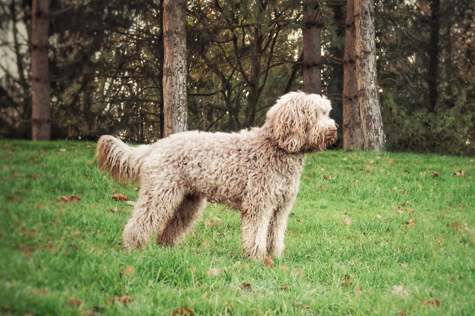 Sunstrider Labradoodles Florence