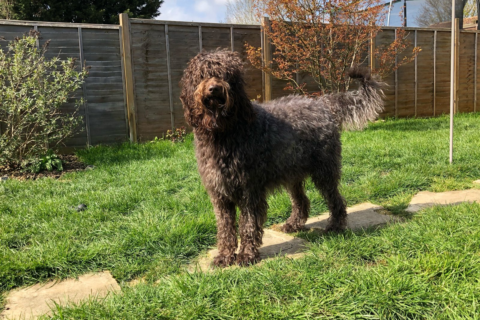 Sunstrider Labradoodles Gypsy