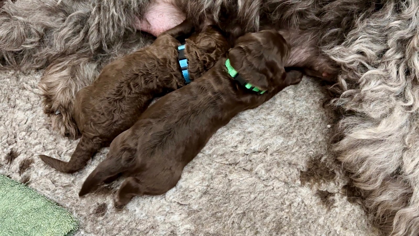 Raven Standard Labradoodle Litter of Puppies