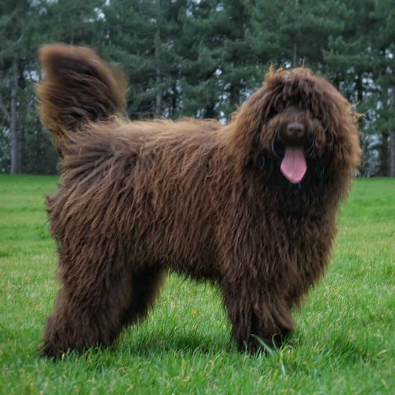 Sunstrider Labradoodles Jasper