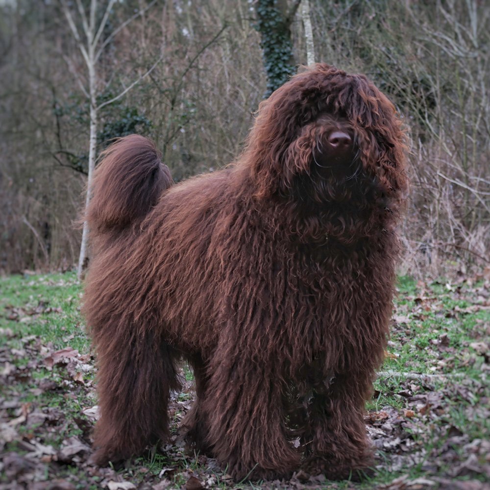 Sunstrider Standard Labradoodles Jasper Stud Dog