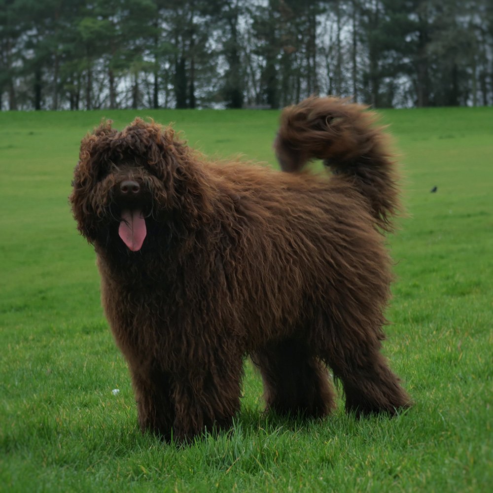 Sunstrider Standard Labradoodles Jasper Stud Dog