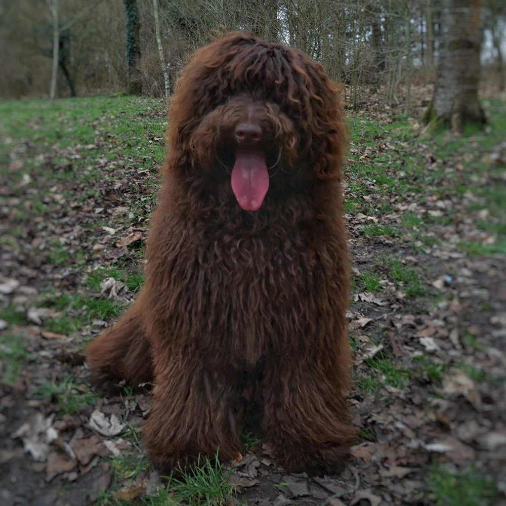 Sunstrider Standard Labradoodles Jasper Stud Dog