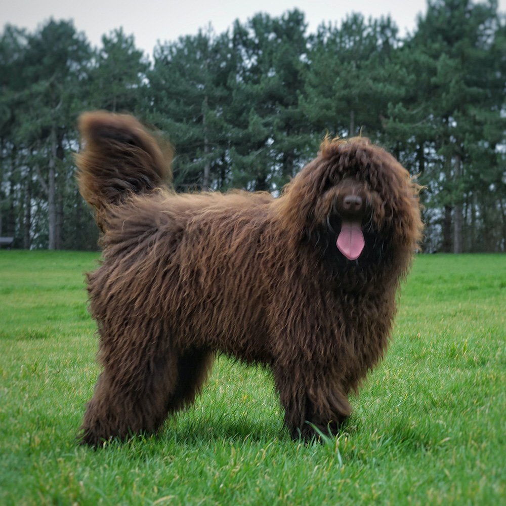 Sunstrider Standard Labradoodles Jasper Stud Dog