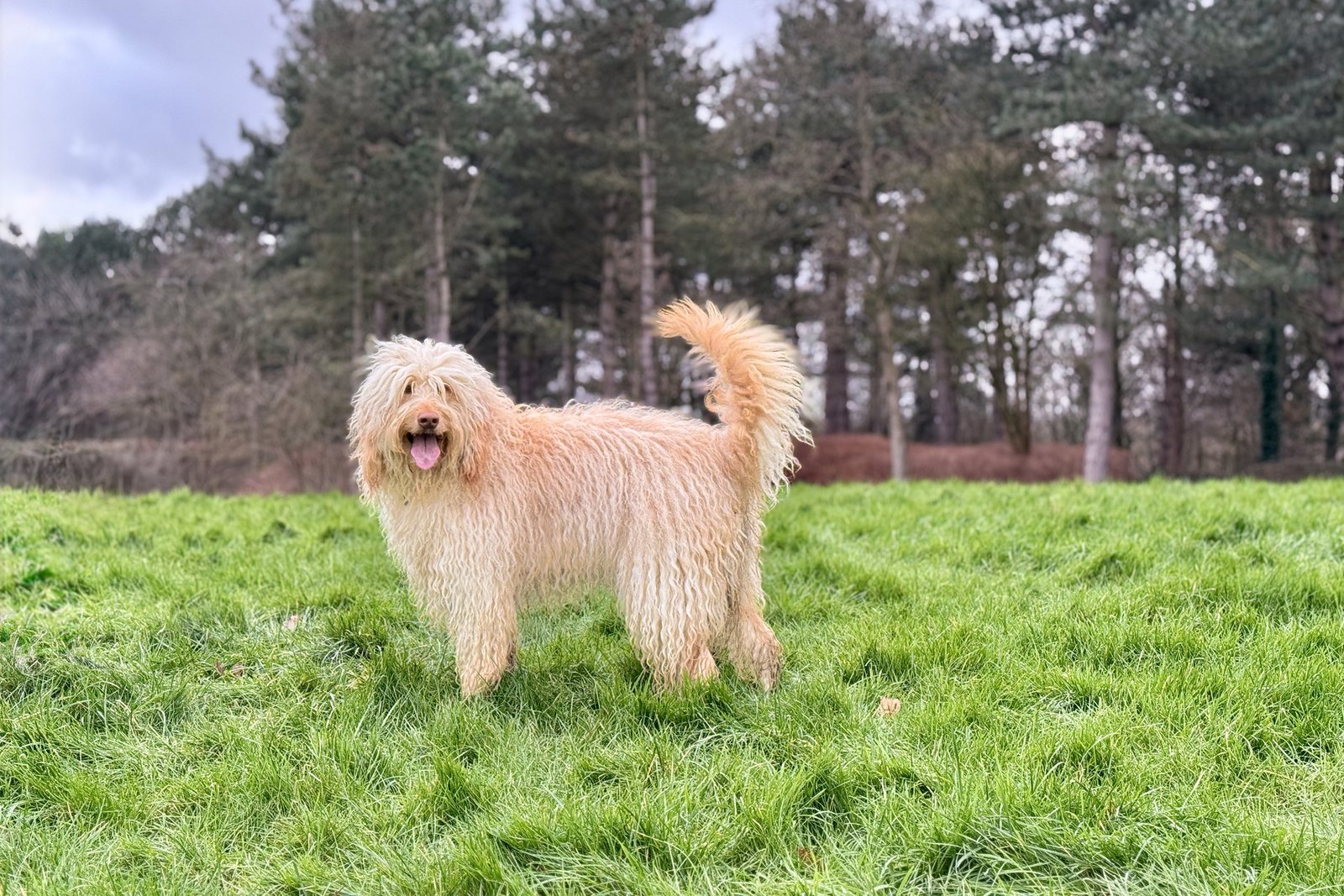 Sunstrider Labradoodles Keiko