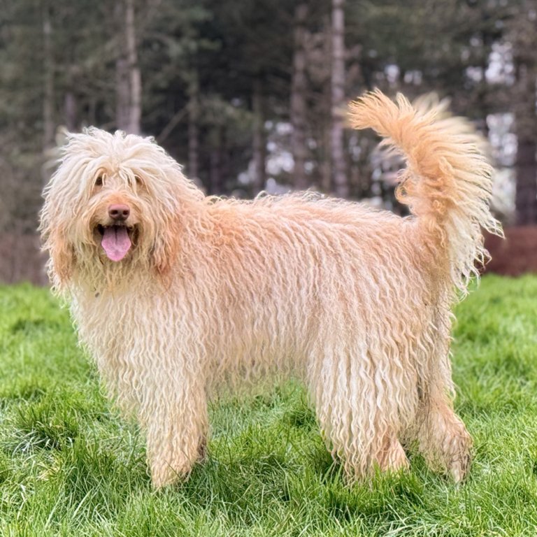 Sunstrider Labradoodles Keiko