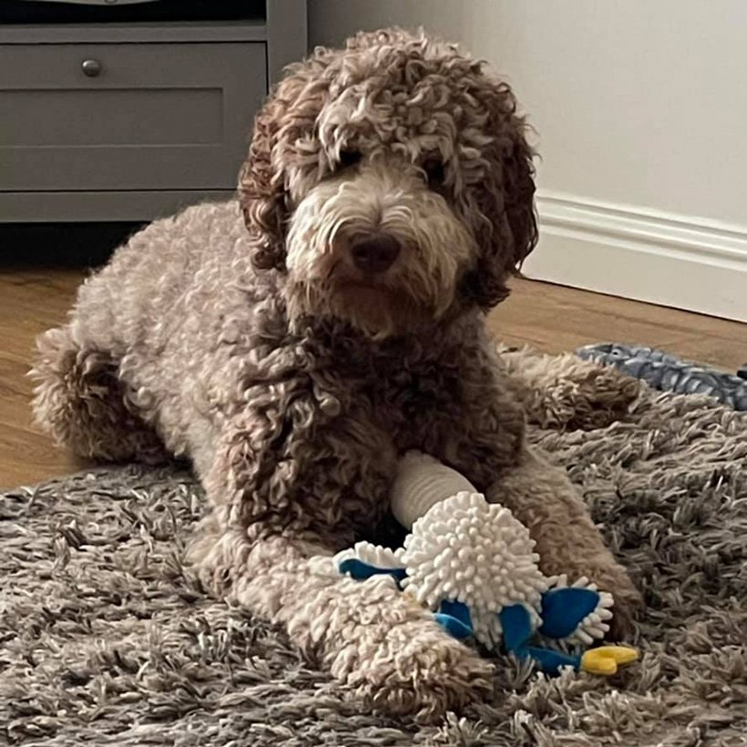 FAQ Murphy Frequently Asked Questions Standard Labradoodle