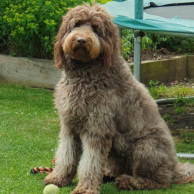 FAQ Oakley Frequently Asked Questions Standard Labradoodle