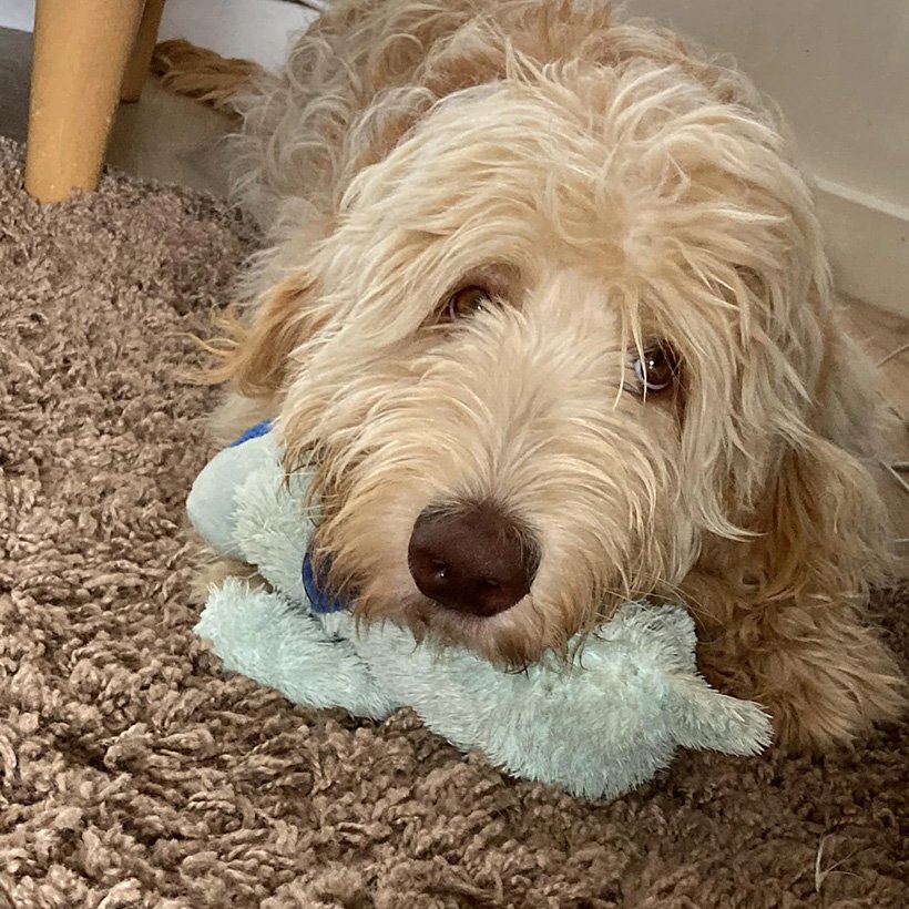 FAQ Otto Frequently Asked Questions Standard Labradoodle
