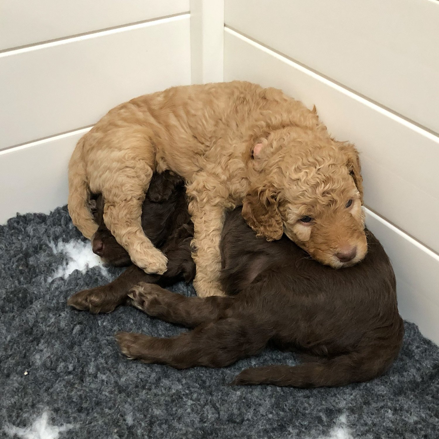 Contact Sunstrider Labradoodles