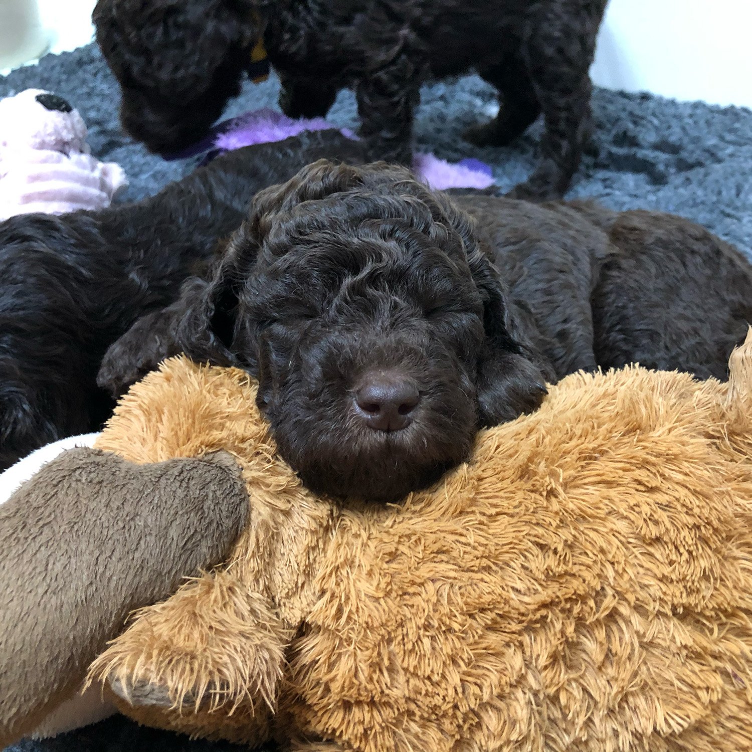 Contact Sunstrider Labradoodles