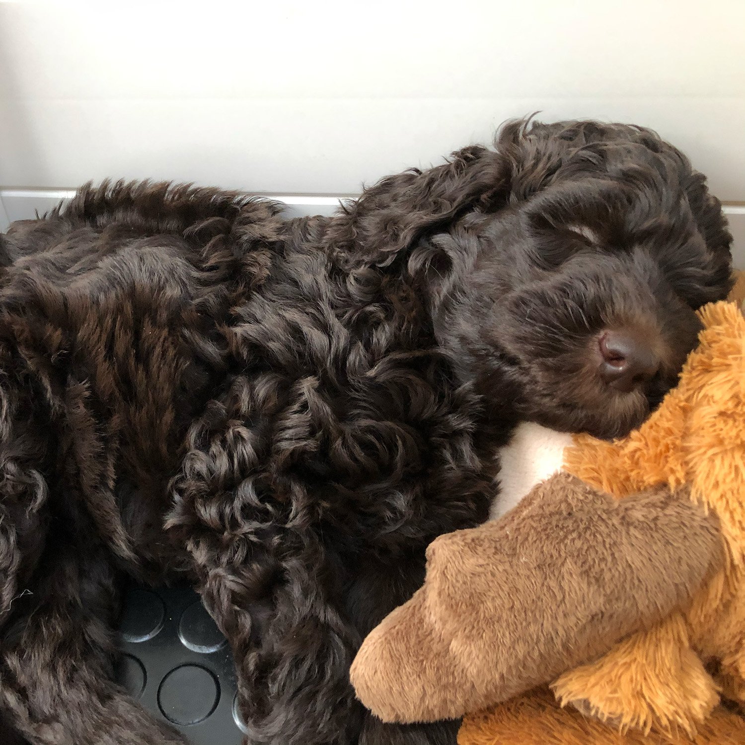 Contact Sunstrider Labradoodles