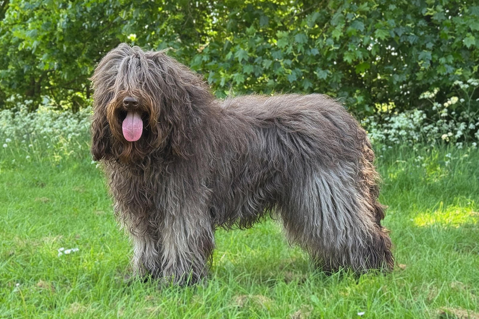 Sunstrider Labradoodles Raven