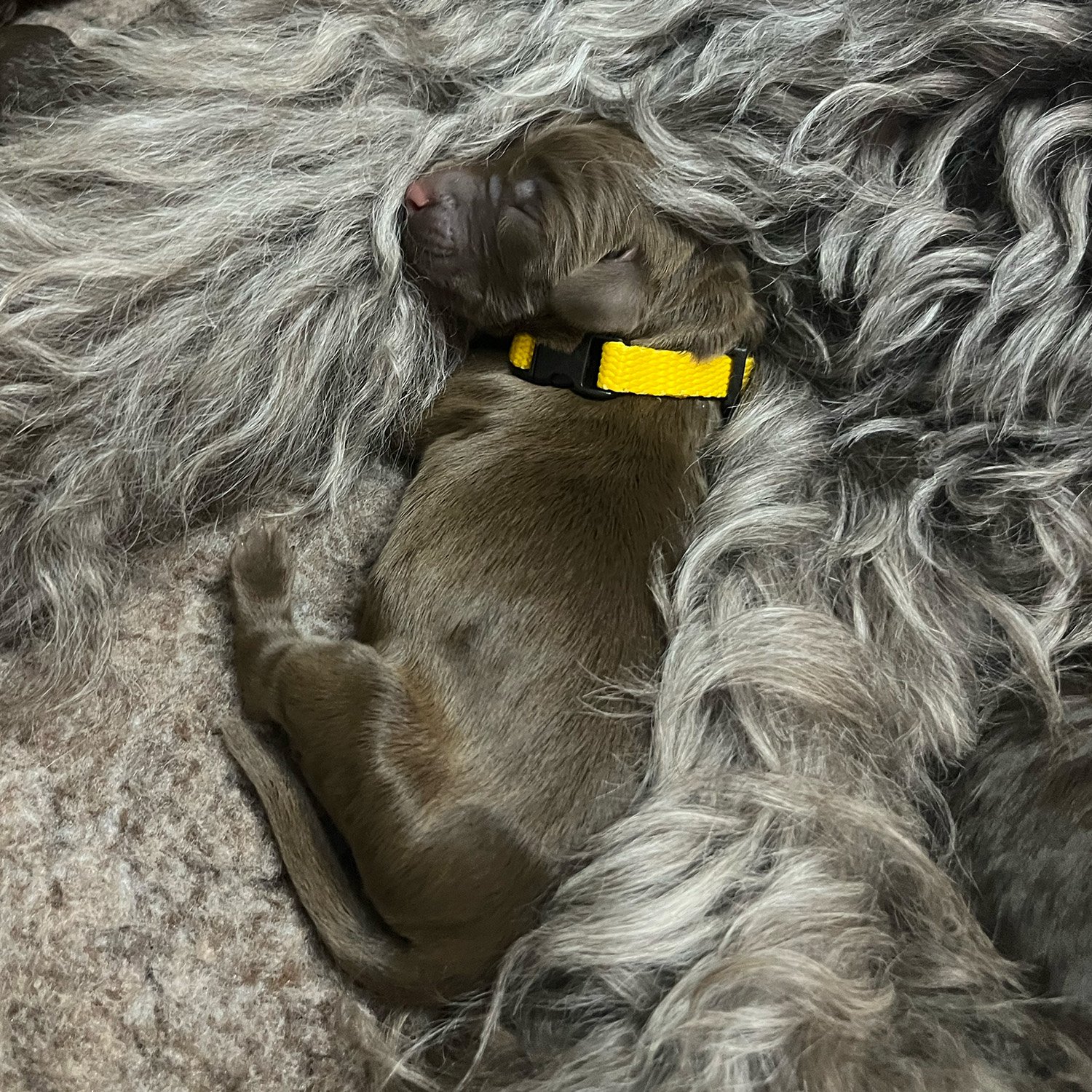 Raven Sunstrider Standard Labradoodle Puppy Litter