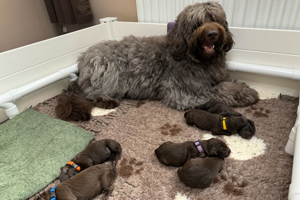 Raven Standard Labradoodle Puppies