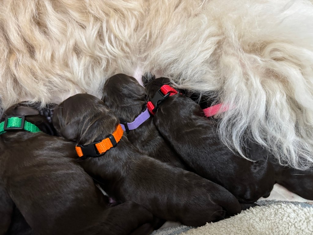 Standard Labradoodle Puppies