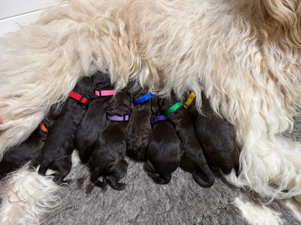 Standard Labradoodle Puppies