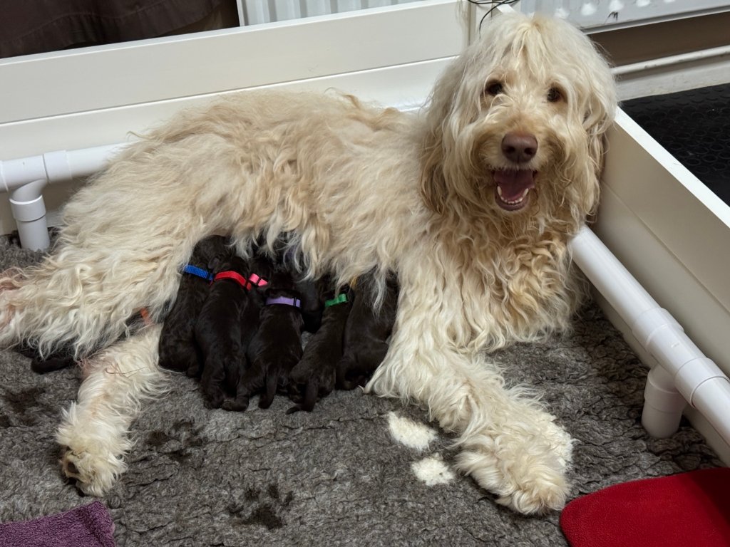 Standard Labradoodle Puppies