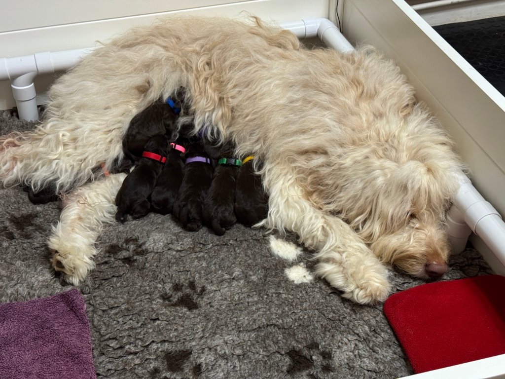 Standard Labradoodle Puppies