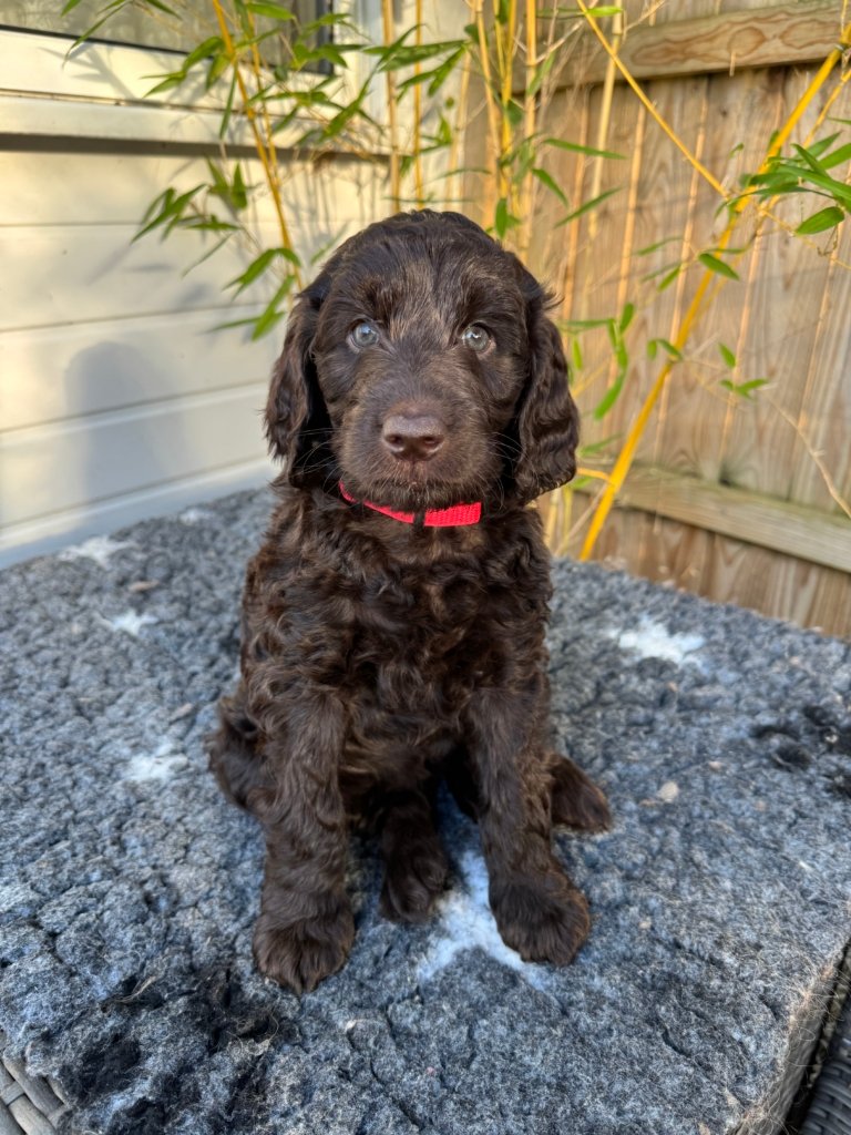 Labradoodle Puppy