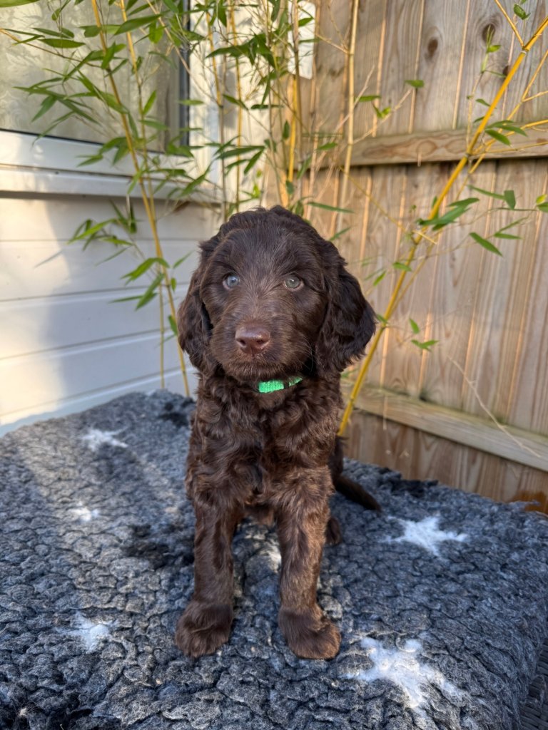 Labradoodle Puppy