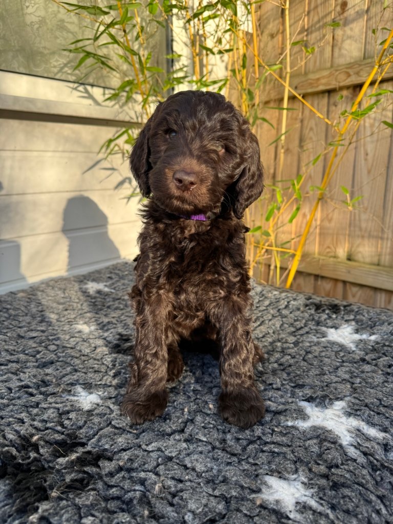 Labradoodle Puppy
