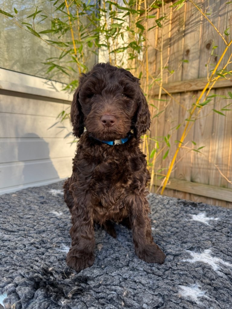 Labradoodle Puppy