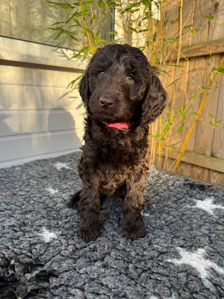 Labradoodle Puppy