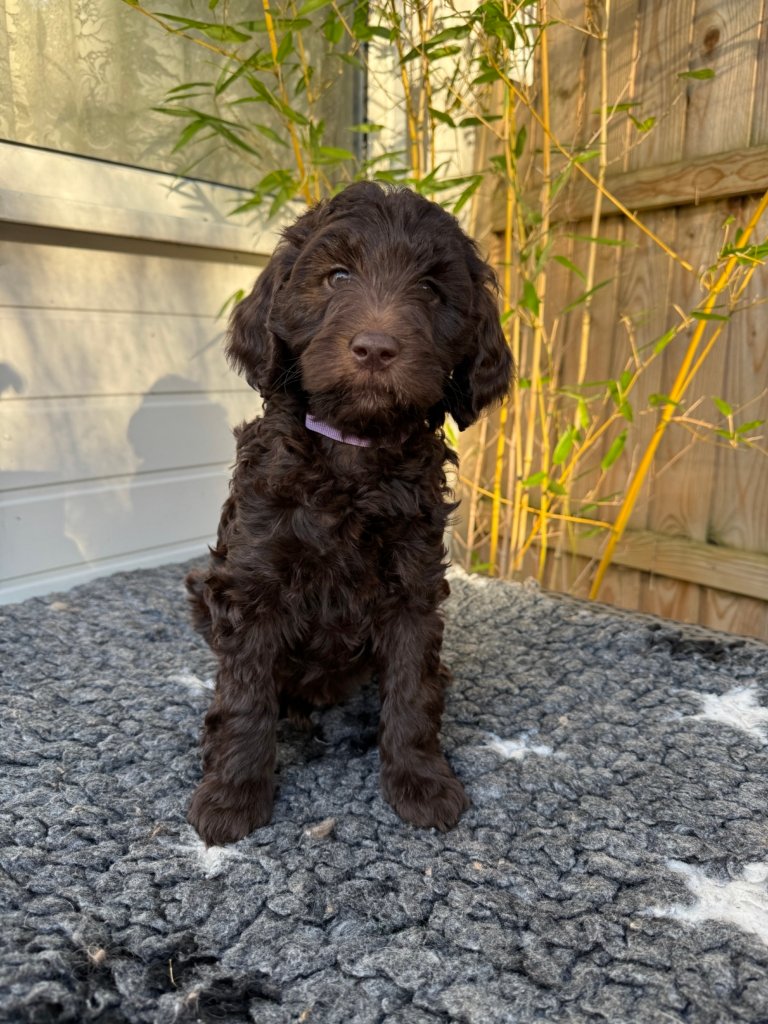 Labradoodle Puppy