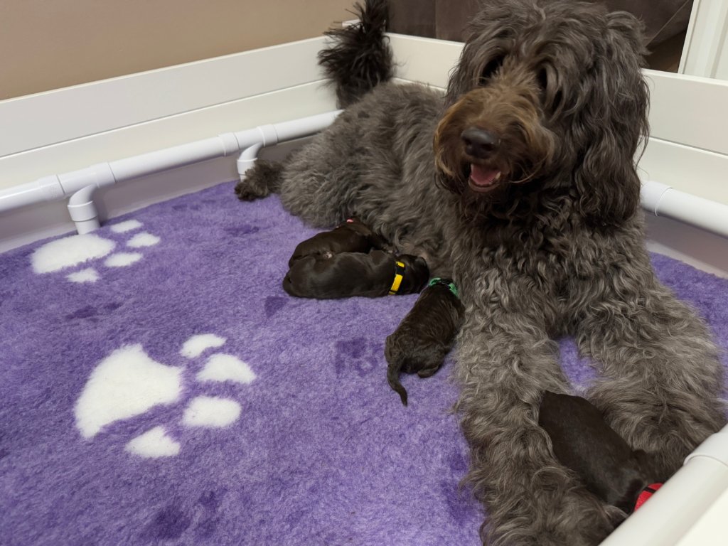 Labradoodle Puppies
