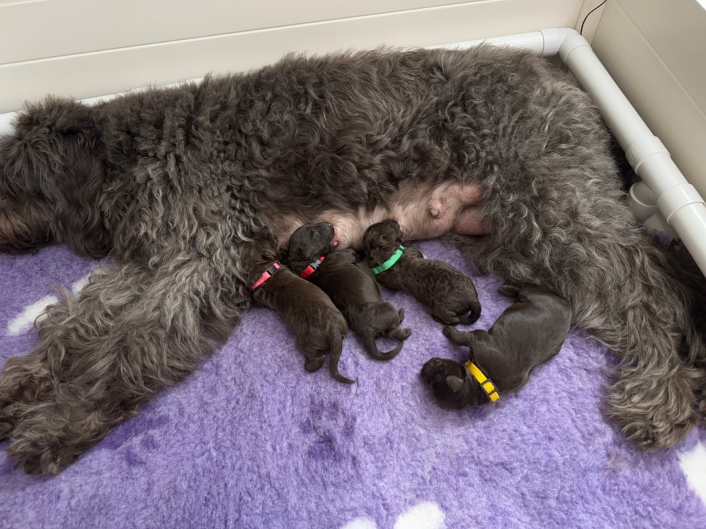 Labradoodle Puppies