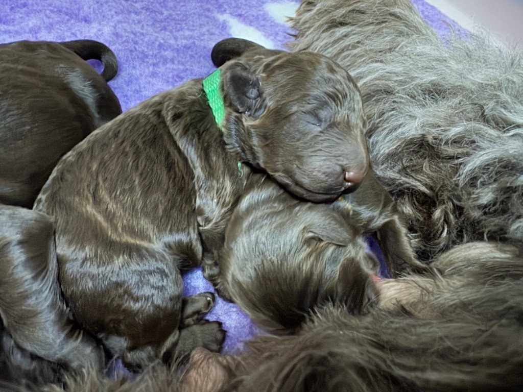 Labradoodle Puppies